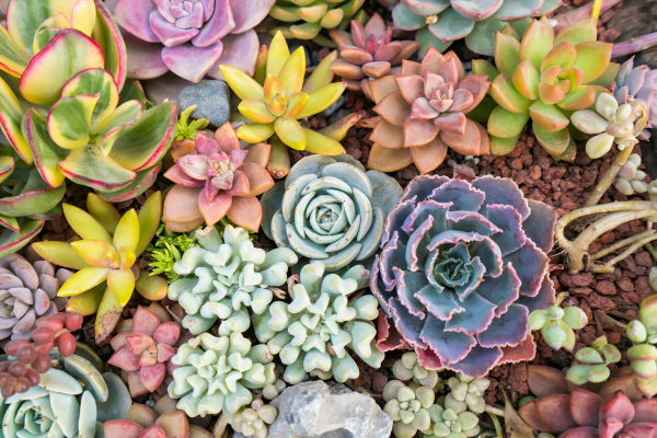 10 Rare Succulent Varieties Every Collector Should Know
