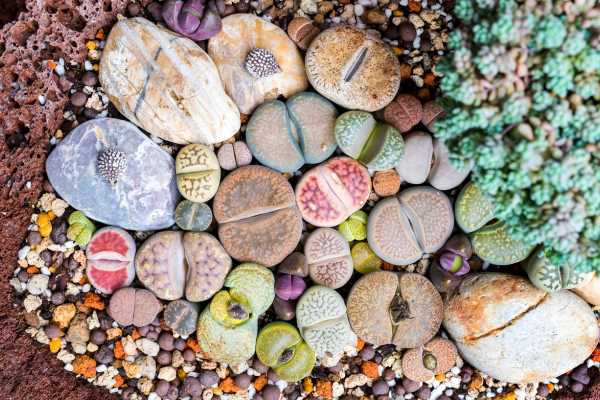 How to Identify Lithops (Living Stones): A Beginner's Guide