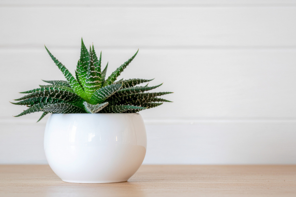 Haworthia Cooperi vs. Haworthia Obtusa: Spotting the Differences