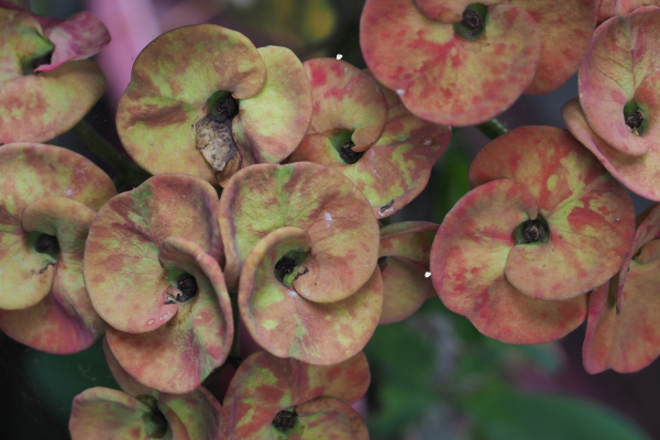 The Rarest Echeveria Varieties in the World