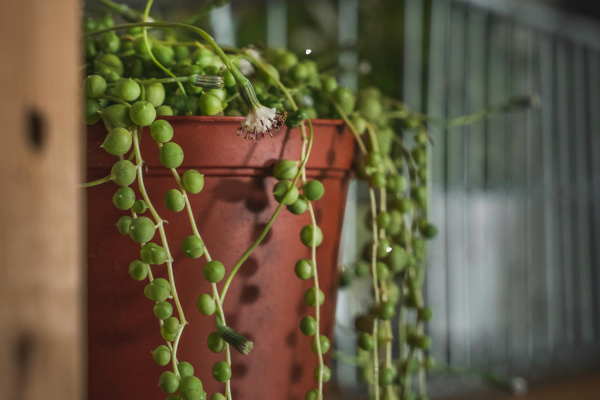 String of Pearls vs. String of Dolphins: A Complete Comparison