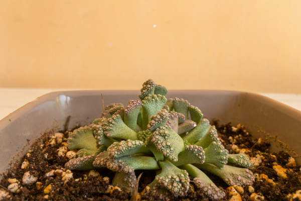 What Makes a Succulent "Rare"? Understanding Collector Value