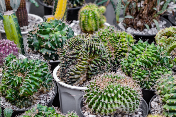 Monstrose and Crested Succulents: Genetic Mutations Explained