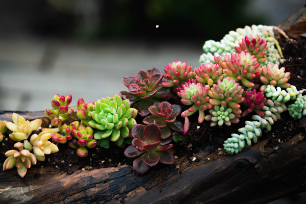 Top 5 Succulents That Are Nearly Impossible to Find