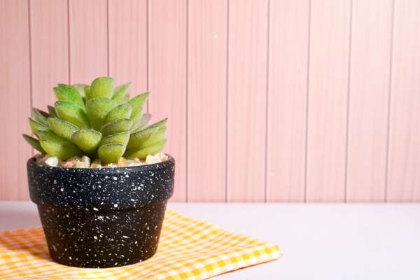 How to Spot a Fake or Mislabeled Rare Succulent Online