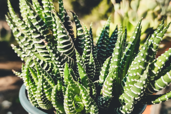 The Ideal Light Requirements for Rare Succulent Species