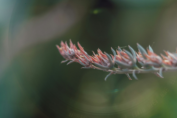 How to Create the Perfect Soil Mix for Delicate Succulents