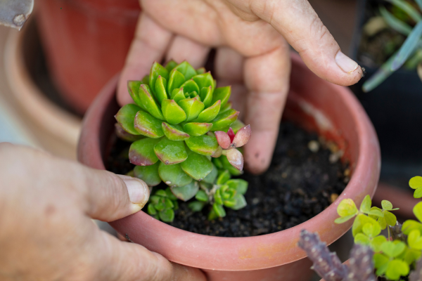 Humidity Control for Succulents in Dry Climates