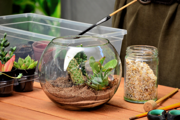 How to Acclimate a Newly Imported Succulent