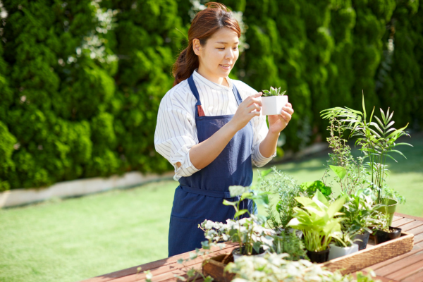 Seasonal Care Guide: Rare Succulents in Winter vs. Summer