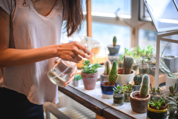 Signs of Overwatering vs. Underwatering in Rare Species