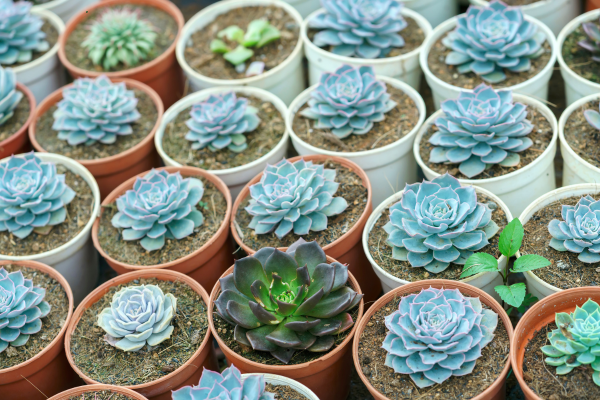 How Temperature Fluctuations Affect Rare Succulent Health