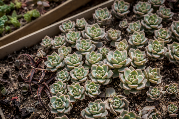 How to Propagate Rare Succulents Without Killing Them