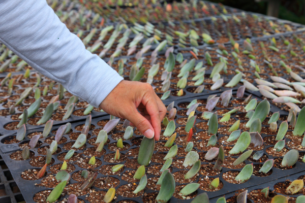 Leaf Propagation vs. Offset Propagation: Which Is Safer for Rare Types?