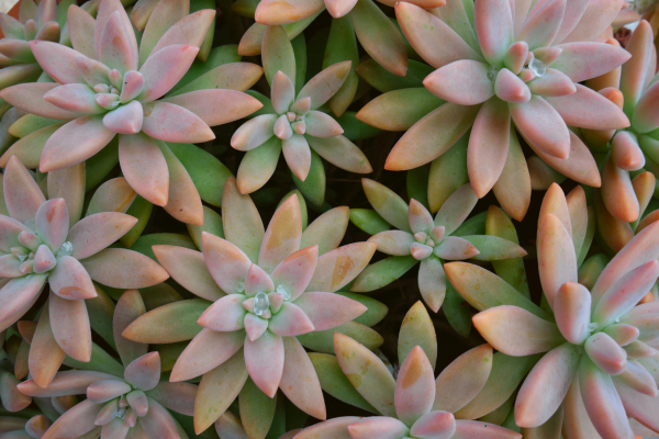 Hand-Pollinating Succulents to Create New Hybrids