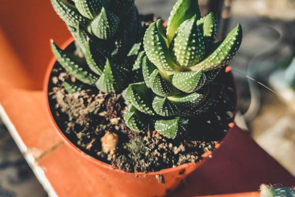 How Long Does It Take to Grow a Rare Succulent From Seed?