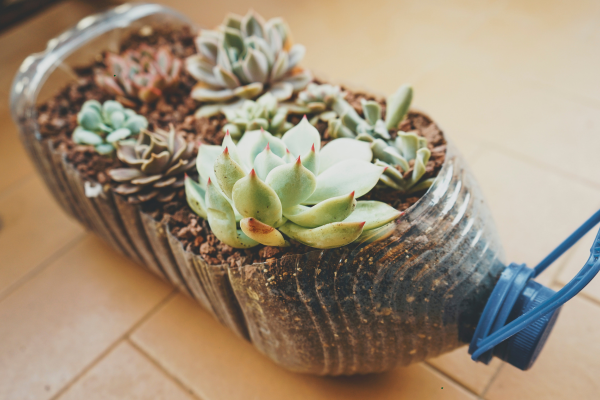 Common Propagation Mistakes That Kill Rare Cuttings