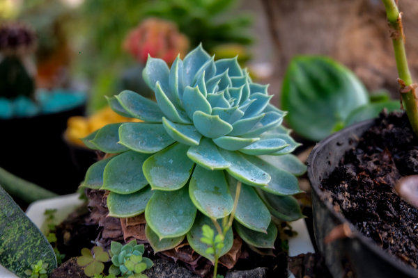 Grafting Techniques for Delicate Succulent Varieties