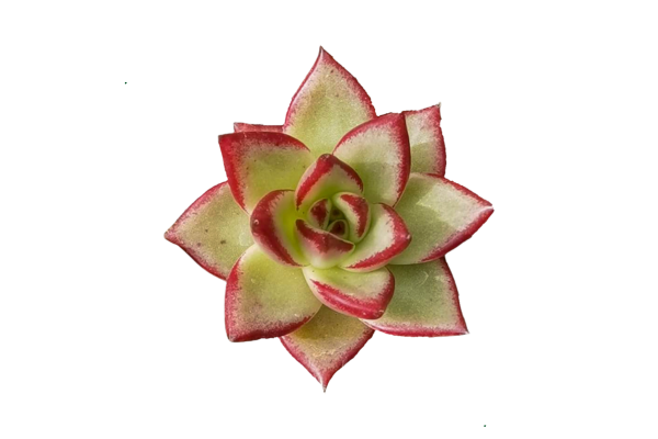 How Tissue Culture Is Changing Rare Succulent Availability
