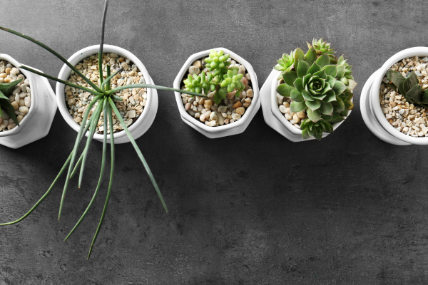 Building a Succulent Nursery Setup at Home