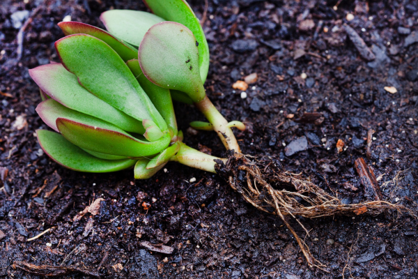 How to Tell If a Cutting Has Successfully Rooted