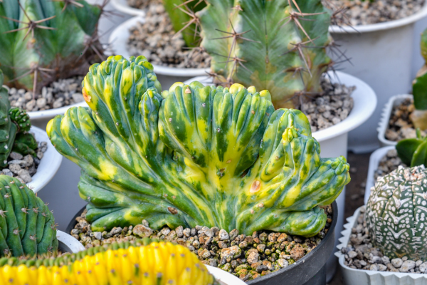 Propagating Variegated Succulents: Special Considerations