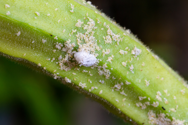 How to Treat Mealybugs on Rare Succulents Safely