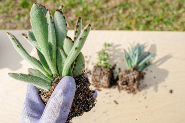 Root Rot in Succulents: Prevention and Recovery