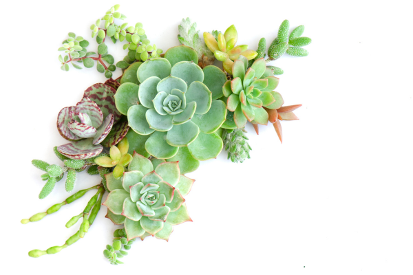 Why Is My Rare Succulent Turning Mushy? Diagnosis Guide