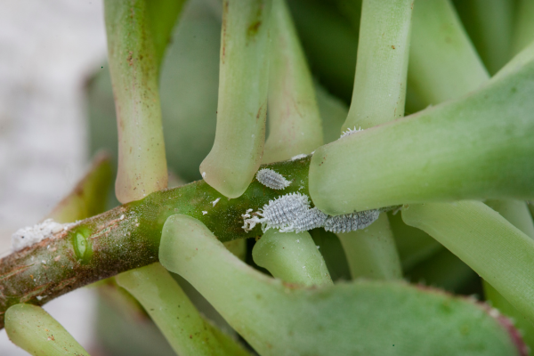 Natural Pest Control Methods for Delicate Succulents