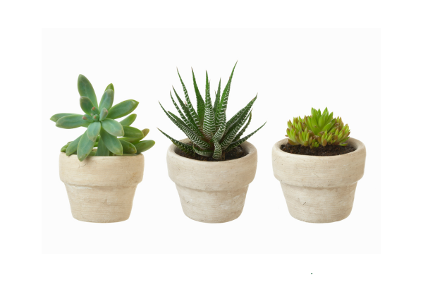 Etiolation Explained: Why Your Succulent Is Stretching