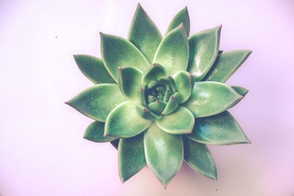 Sunburn on Succulents: How to Recognize and Treat It