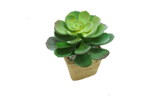 Common Nutrient Deficiencies in Rare Succulent Varieties