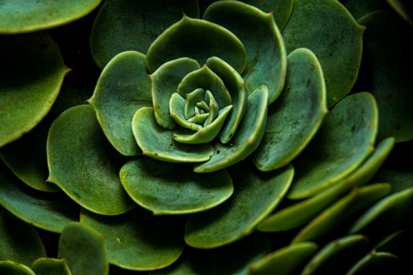 Reviving a Dying Rare Succulent: Step-by-Step Recovery Guide