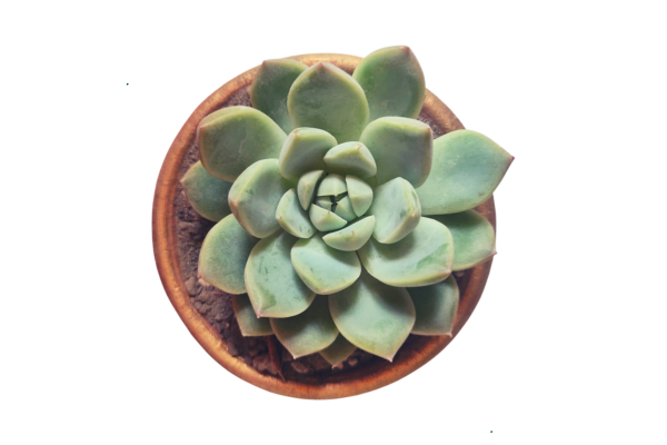 How to Quarantine a New Succulent Before Adding to Your Collection