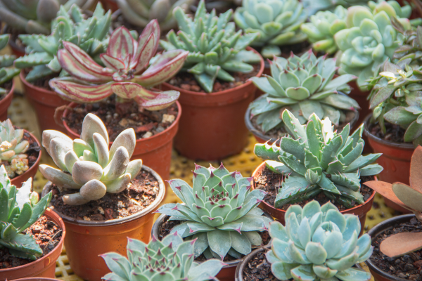 How to Choose the Right Fertilizer for Rare Succulents