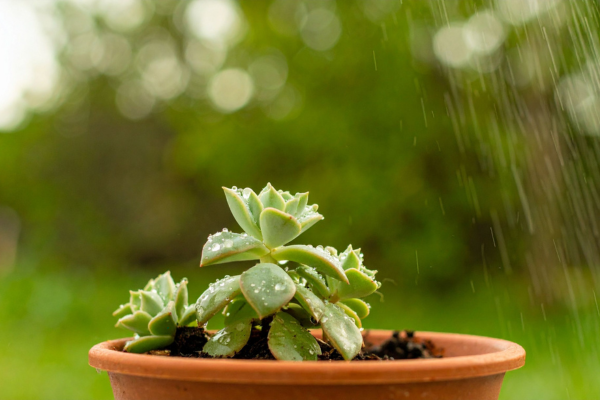 Wind Exposure and Airflow: The Overlooked Factor in Succulent Health