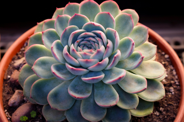 Dormancy Periods: What Happens When Rare Succulents "Rest"