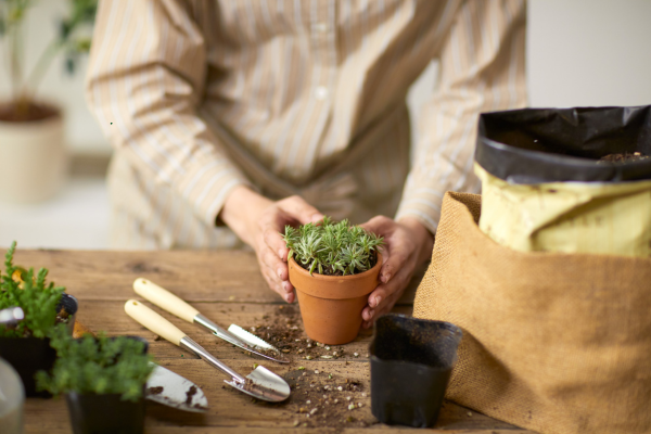 Repotting Rare Succulents Without Triggering Transplant Shock