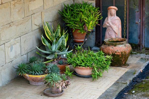 Terracotta vs. Plastic: Which Pot Material Suits Rare Species Best