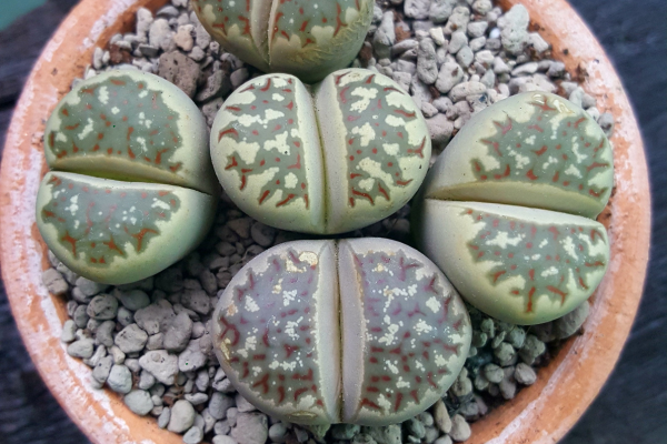 Conophytum vs. Lithops: Telling Mesembs Apart
