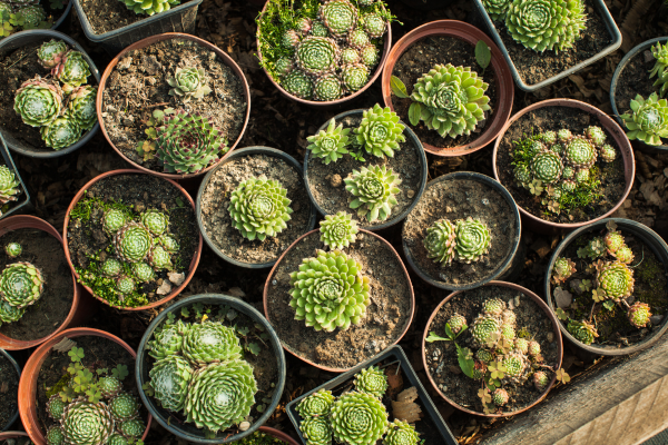 The Most Expensive Succulent Sales in Collector History