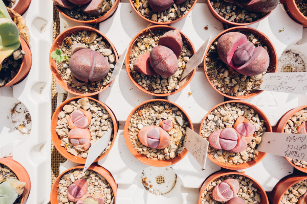 Understanding Cultivar Names vs. Species Names in Rare Succulents