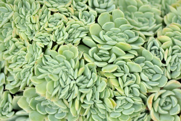 Ghost Plant vs. Graptopetalum Varieties: A Buyer's Guide