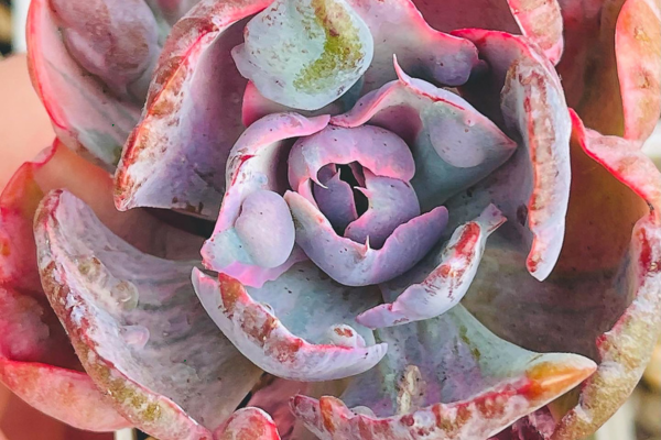 How CITES Regulations Affect Rare Succulent Imports