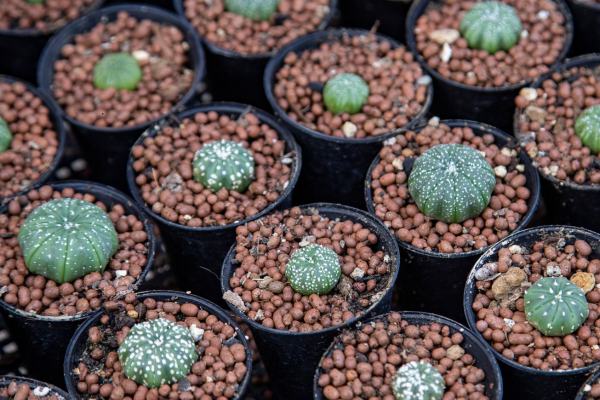 Micro-Cutting Techniques for Extremely Slow-Growing Species