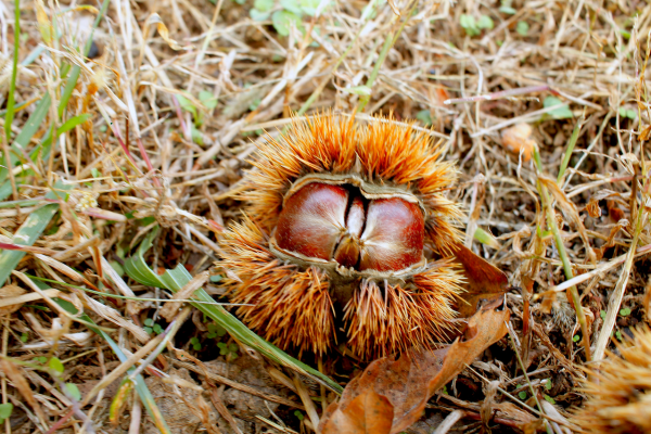 How to Store Succulent Seeds for Maximum Viability