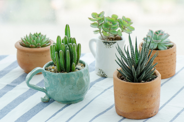 Chimeral Succulents: Understanding Unstable Variegation Patterns