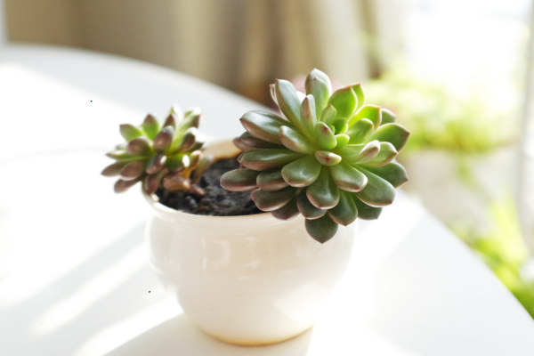 Division vs. Cuttings: Choosing the Right Method for Clustering Species