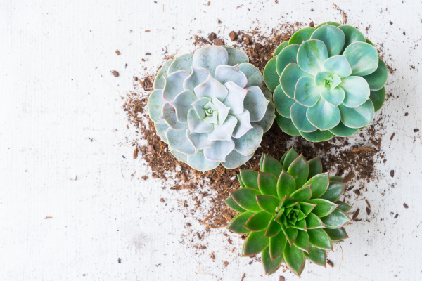 Timing Your Propagation Attempts to the Growing Season